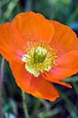 PAPAVER NUDICAULE