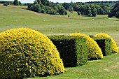 TAXUS BACCATA & AUREA