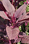 AMARANTHUS BRONZE MARVEL