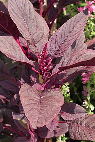 AMARANTHUS_BRONZE_MARVEL