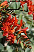 CROCOSMIA MASONORUM