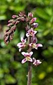 FRANCOA SONCHIFOLIA ROGERSONS