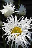 LEUCANTHEMUM X SUPERBUM  PHYLLIS SMITH