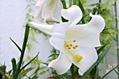 LILIUM LONGIFLORUM WHITE HEAVEN