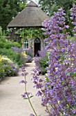 NEPETA SIX HILLS GIANT