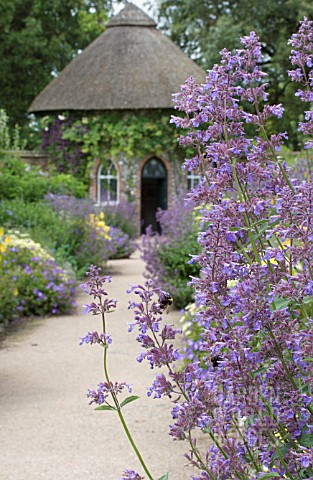 NEPETA_SIX_HILLS_GIANT