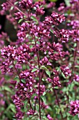 ORIGANUM LAVIGATUM HOPLEYS