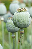 PAPAVER SOMNIFERUM BLACKCURRANT FIZZ