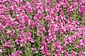 SALVIA HORMINIUM CLARY PINK