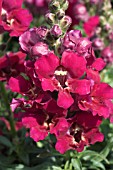 ANTIRRHINUM LA BELLA PURPLE