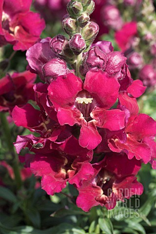 ANTIRRHINUM_LA_BELLA_PURPLE