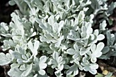 ARTEMISIA STELLERIANA BROUGHTON SILVER