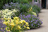 BLUE & YELLOW HERBACEOUS BORDER