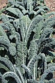 BRASSICA OLERACEA NERO DI TOSCANA (BLACK TUSCANY)