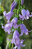 CAMPANULA PERSICIFOLIA