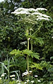 HERACLEUM MANTEGAZZIANUM