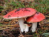 RUSSULA EMETICA (THE SICKENER)