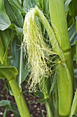 ZEA MAYS 4703