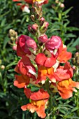 ANTIRRHINUM REMBRANDT