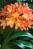 CLIVIA MINIATA