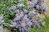 ERYNGIUM BOURGATTI