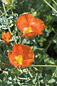 GLAUCIUM CORNICULATUM AMAPOLA CORNUDA BURNT ORANGE