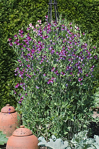 LATHYRUS_ODORATUS_MATUCANA