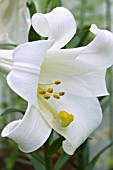 LILIUM LONGIFLORUM WHITE HEAVEN