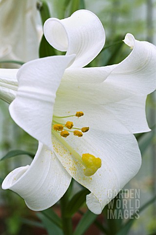 LILIUM_LONGIFLORUM_WHITE_HEAVEN