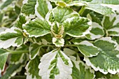 PLECTRANTHUS MADAGASCARIENSIS VARIEGATED MINTLEAF