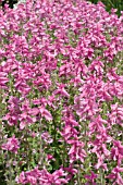 SALVIA HORMINIUM CLARY PINK