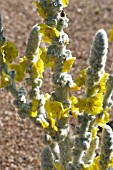 VERBASCUM BOMBYCIFERUM