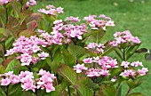 HYDRANGEA SERRATA MIYAMA YAE MURASKI