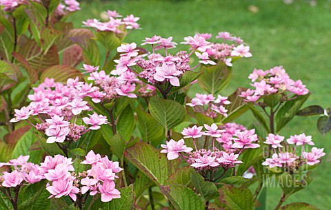 _HYDRANGEA_SERRATA_MIYAMA_YAE_MURASKI