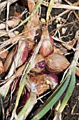 ALLIUM ASCALONICUM MIKOR - SHALLOT