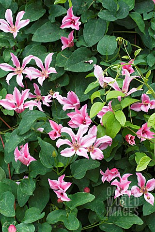 CLEMATIS_DUCHESS_OF_ALBANY
