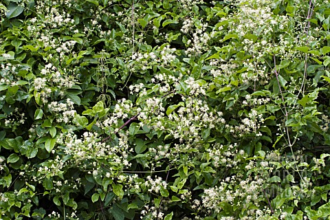 CLEMATIS_VITALBA