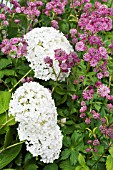 HYDRANGEA ANNABELLE & ASTRANTIA RUBRA