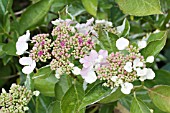 HYDRANGEA TRICOLOR