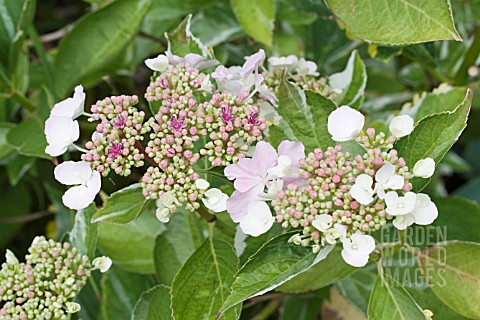 HYDRANGEA_TRICOLOR