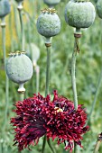 PAPAVER SOMNIFERUM BLACKCURRANT FIZZ