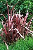 PHORMIUM PINK PANTHER