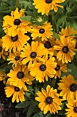 RUDBECKIA MARMALADE