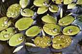 SALVINIA AURICULATA