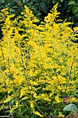 SOLIDAGO GOLDEN MOSA