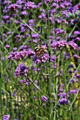 VERBENA BONARIENSIS