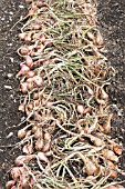 ALLIUM ASCALONICUM MIKOR & PESANDOR - SHALLOTS