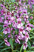 ANGELONIA SERONA SERIES PINK