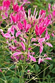 CLEOME SPINOSA COLOUR FOUNTAIN PINK