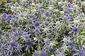 ERYNGIUM PLANUM BLAUKAPPE